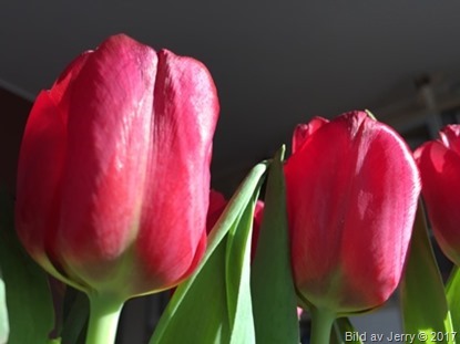 15 april 2017 Red tulips, röda tulpaner