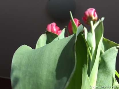 15 april 2017 Red tulips, röda tulpaner