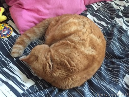 20 april 2017 Felix sover 20 april 2017 Felix sover