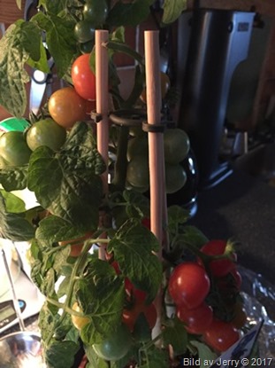 26 april 2017 Tomatplanta 26 april 2017 Tomatplanta