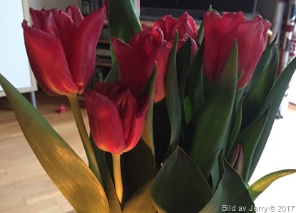 14 april 2017 Röda tulpaner
