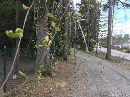 10 maj 2017 När knoppar brister
