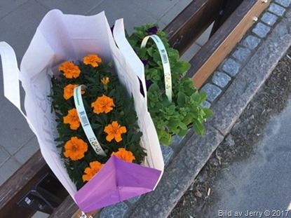 13 maj 2017 Tagetes & penséer