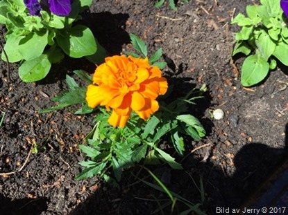 13 maj 2017 Tagetes vid mammas & morfars grav