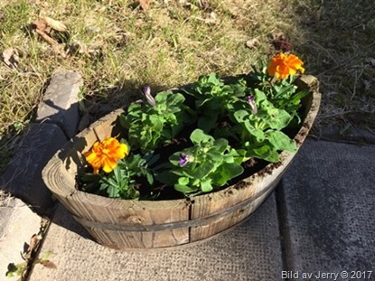 13 maj 2017 Tagetes & penséer på baksidan