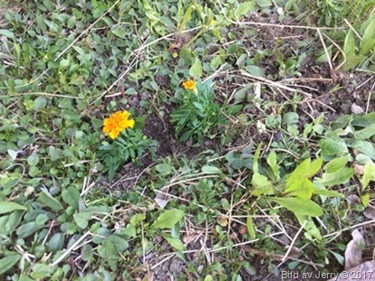 13 maj 2017 Tagetes på baksidan