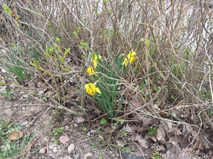 18 maj 2017 Gömda påskliljor