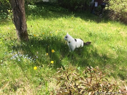 27 maj 2017 Maja ute i solen 27 maj 2017 Maja ute i solen