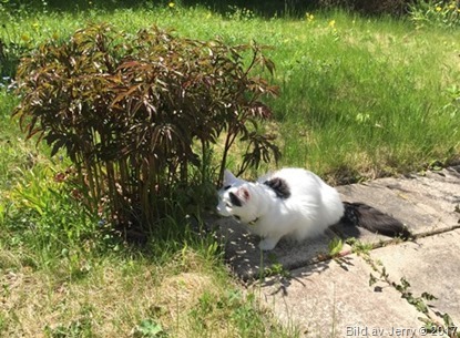 27 maj 2017 Maja i solen 27 maj 2017 Maja i solen