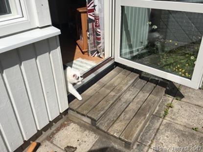 14 juni 2017 Maja på väg ut 14 juni 2017 Maja på väg ut