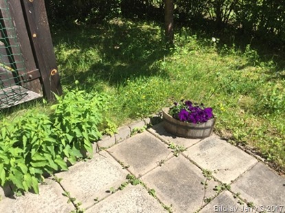 14 juni 2017 Trädgården 14 juni 2017 Trädgården