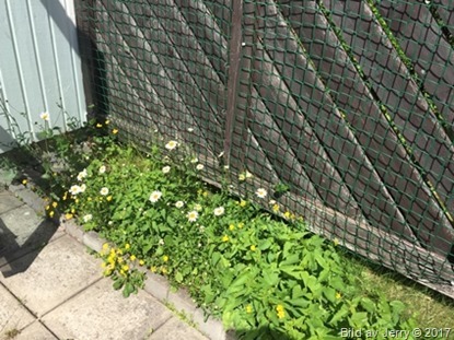 14 juni 2017 Trädgården 14 juni 2017 Trädgården
