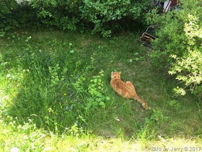 14 juni 2017 Trädgården o Felix 14 juni 2017 Trädgården o Felix