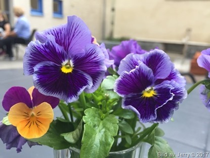 15 juni 2017 Blommor från jobbet