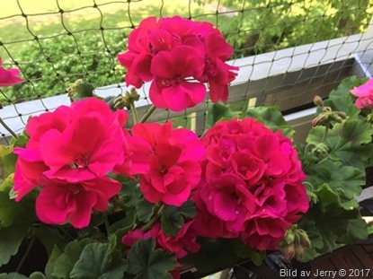 17 juni 2017 Pelargoner