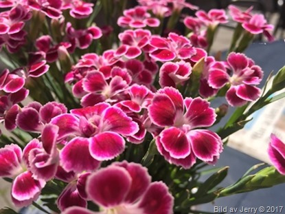 Blommor på jobbet Blommor på jobbet