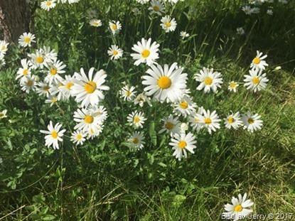 28 juni 2017 Prästkragar i full blom