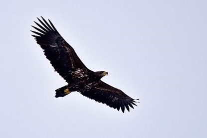 Havsörn