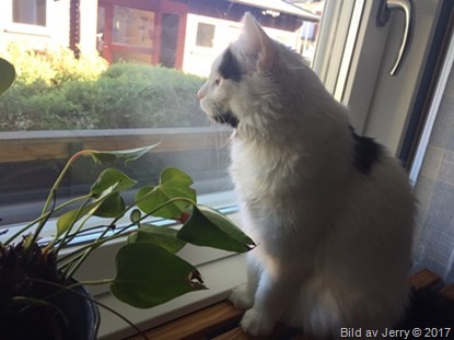 21 juni 2017 Maja på favoritplatsen