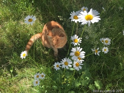 1 juli 2017 Felix i gräset