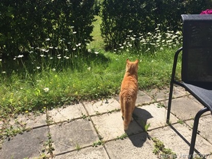 1 juli 2017 Felix kollar efter rådjuret