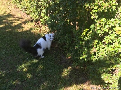 1 juli 2017 Maja på väg till lilla skogen