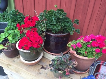 8 juli 2017 Pelargoner i Husbyborg