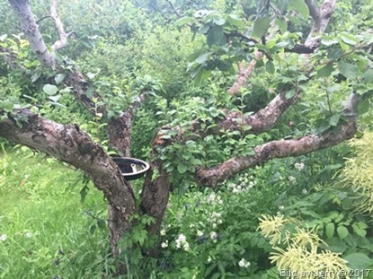 8 juli 2017 Grill i Husbyborg