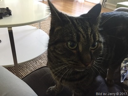 19 juli 2017 Gos med Morris 19 juli 2017 Gos med Morris