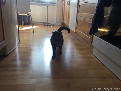 22 juli 2017 Morris