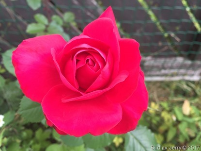 25 juli 2017 Årets första ros på baksidan