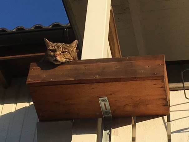 13 april 2018 Grannens katt