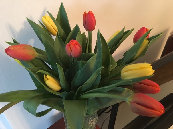 15 april 2018 Tulpaner