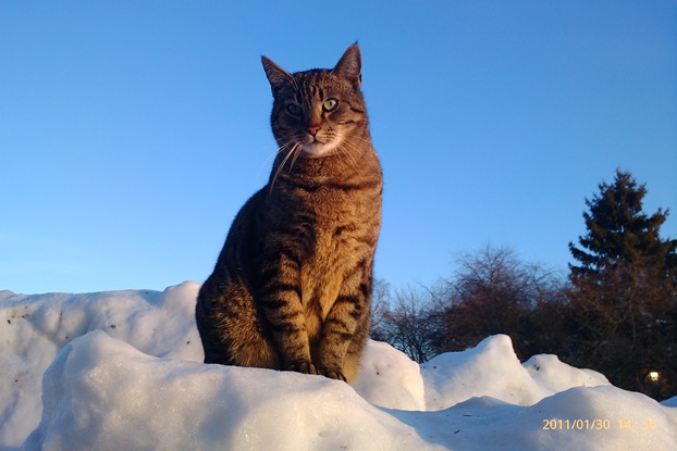 Maxi 2011