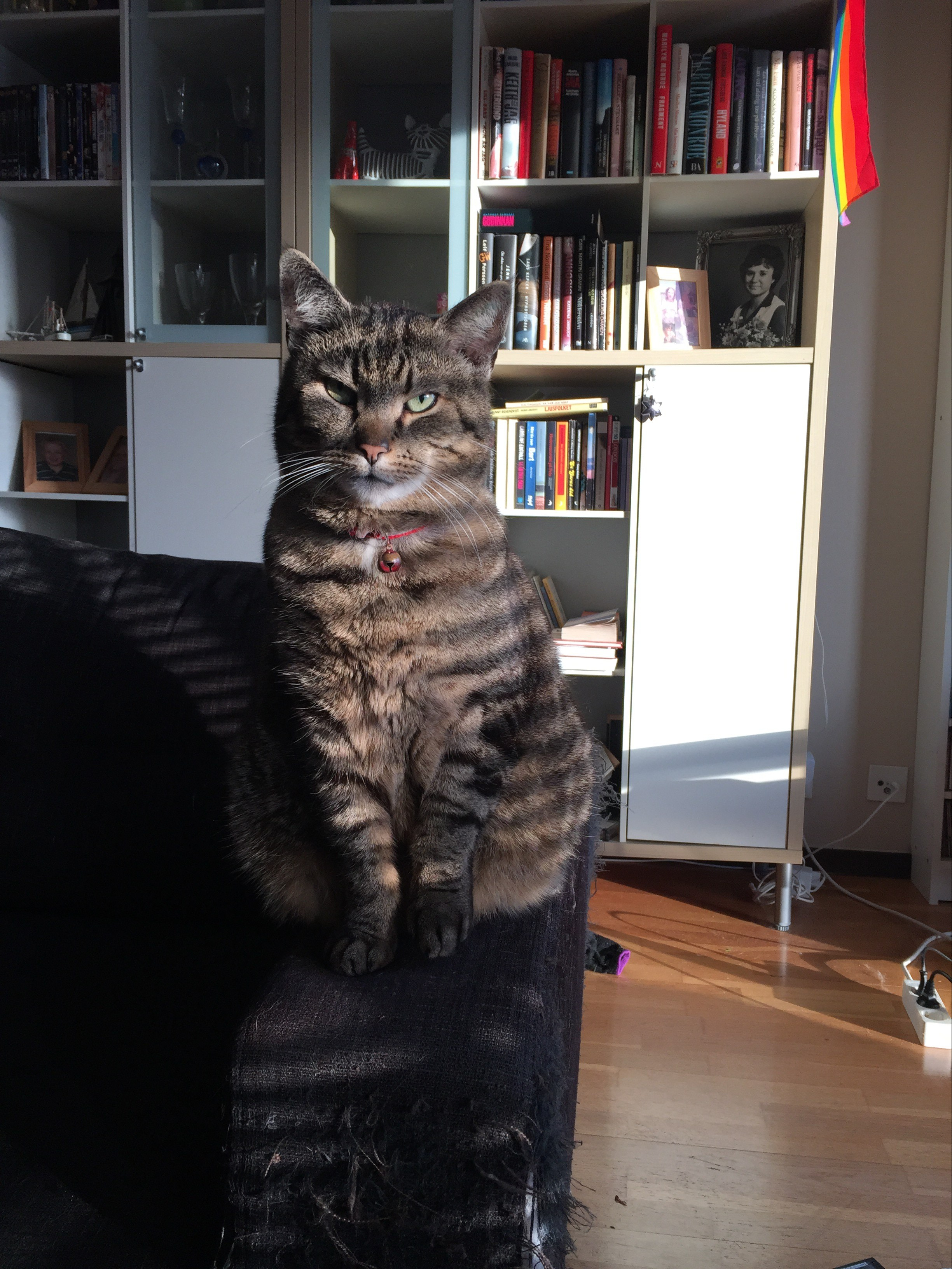 Maxi_skugga