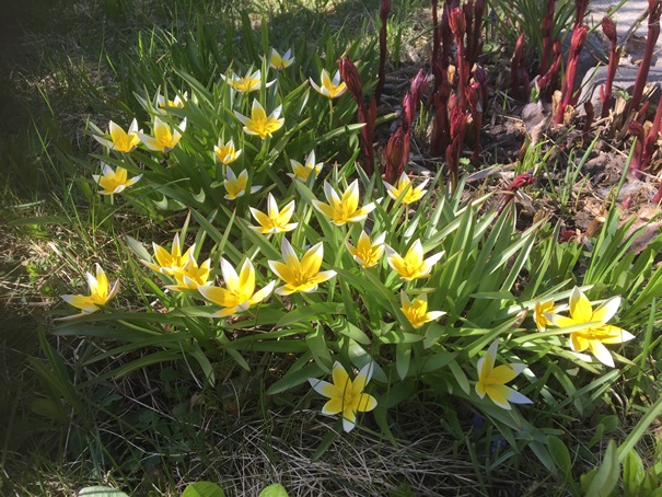 180505_blommorgula