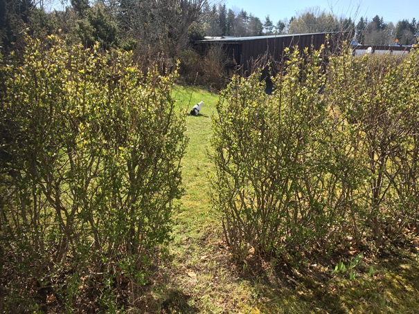 180505_maja