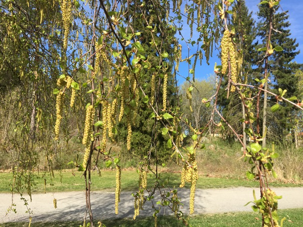 180507_bjorkpollen