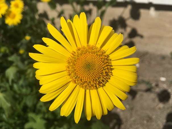 180510_gulblomman