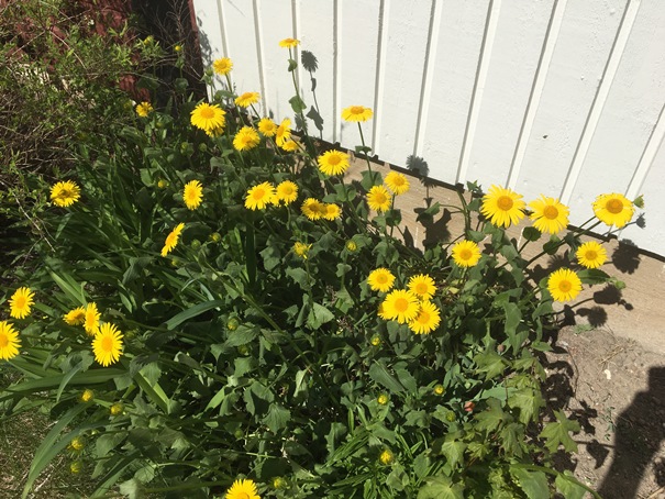 180510_gulblommor