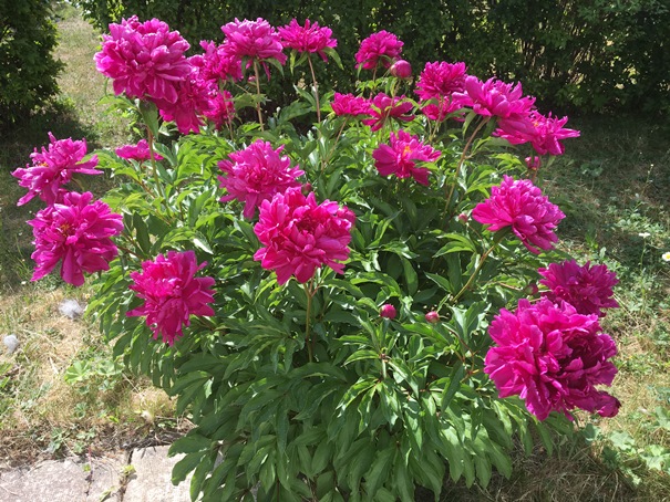 1806 blommor 02