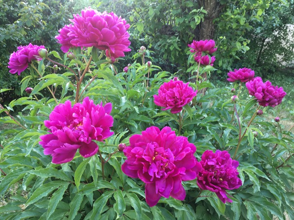 1806 blommor 03