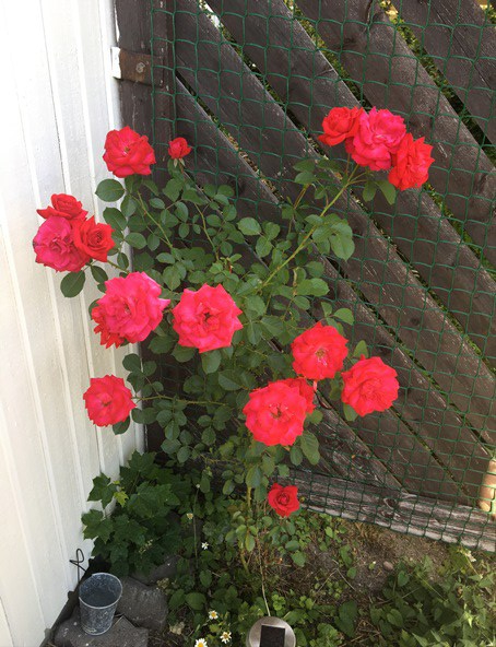 180619 rosbusken