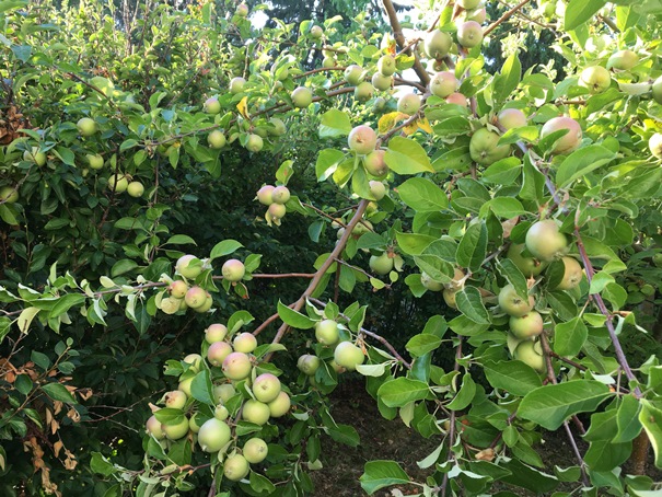180724 Äppleträd 01
