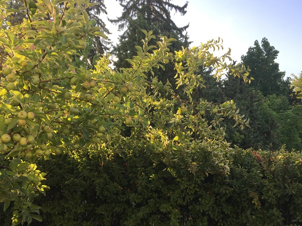180724 Äppleträd 03