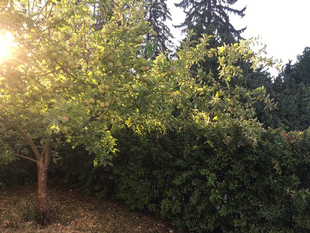 180724 Äppleträd 04