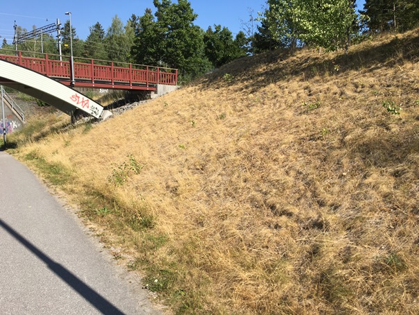 180726 gul gräsmatta