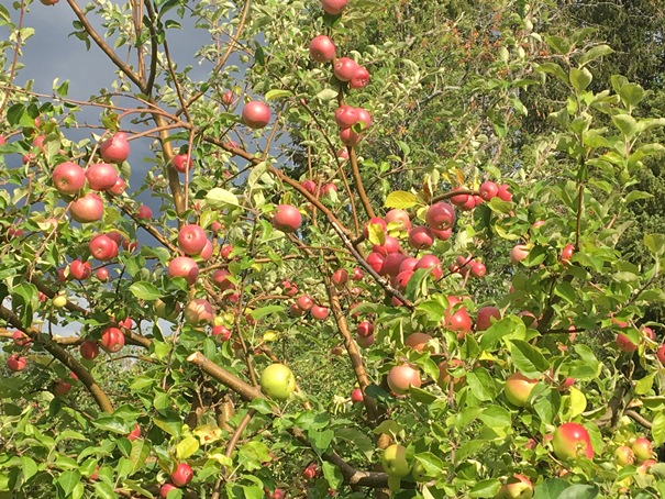 180829 äpplen