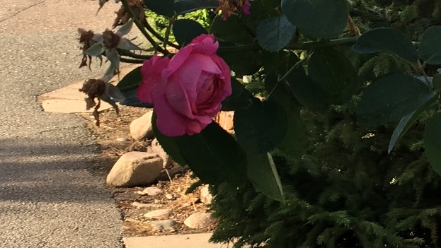 180918 Rosen