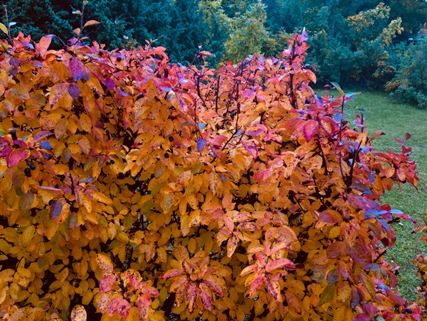 181009 Hösthack